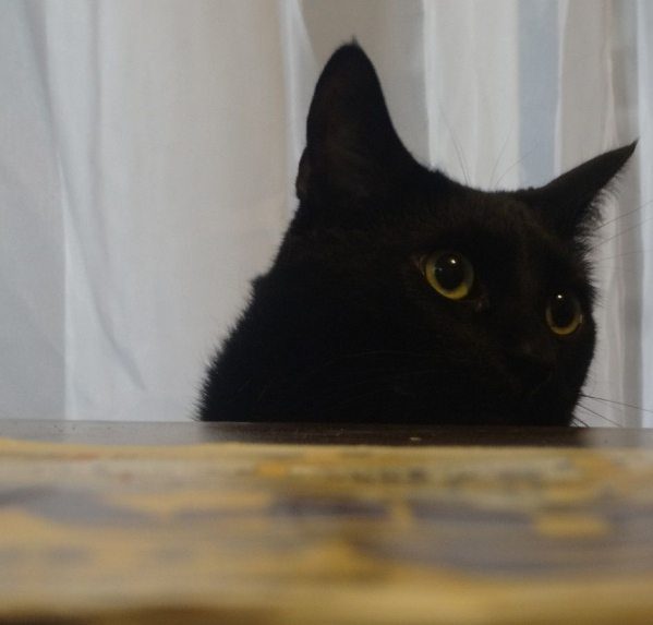 black cat original gangster