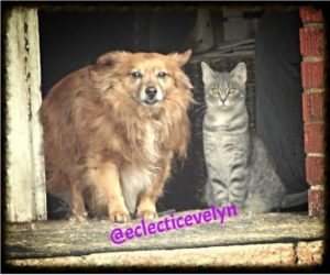 Vinny and Waffles Great Adventure EclecticEvelyn.com