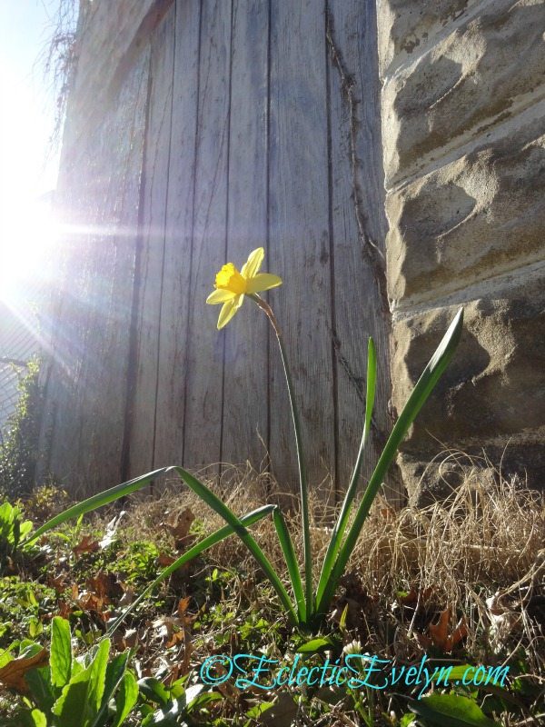 Perfection #WordlessWednesday EclecticEvelyn.com