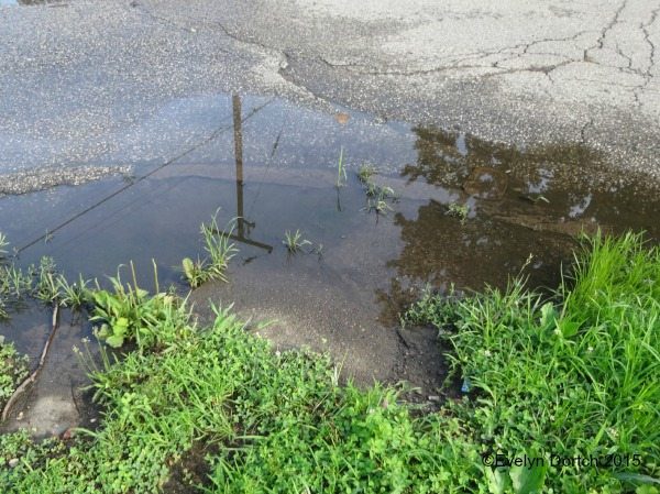 Reflection of Power EclecticEvelyn.com