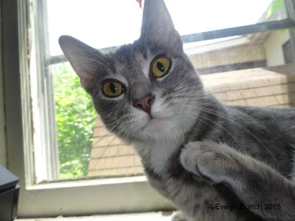 #WafflestheCat #WordlessWednesday EclecticEvelyn.com