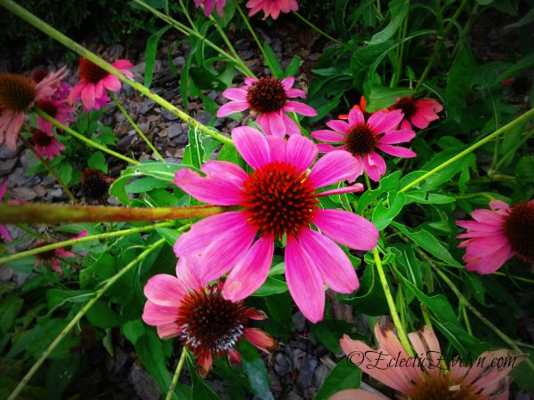 Flower Power #WordlessWednesday EclecticEvelyn.com