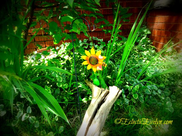 Tame the Wild #WordlessWednesday ©Evelyn Dortch