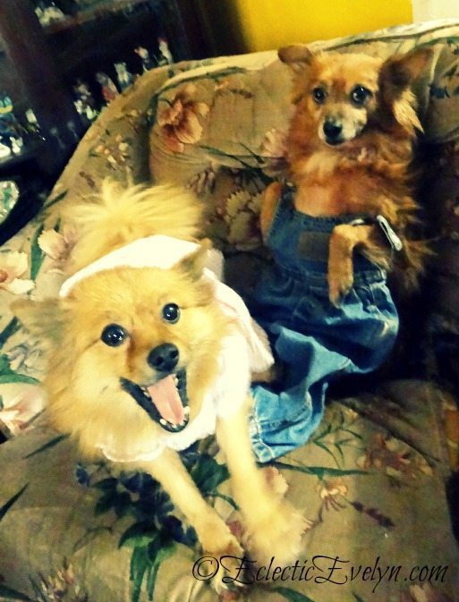 Take My Picture EclecticEvelyn.com