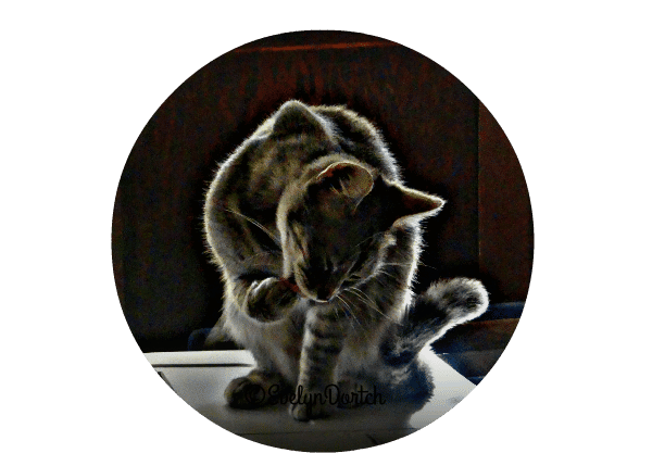 Morning Waffles #wordlesWednesday EclecticEvelyn.com