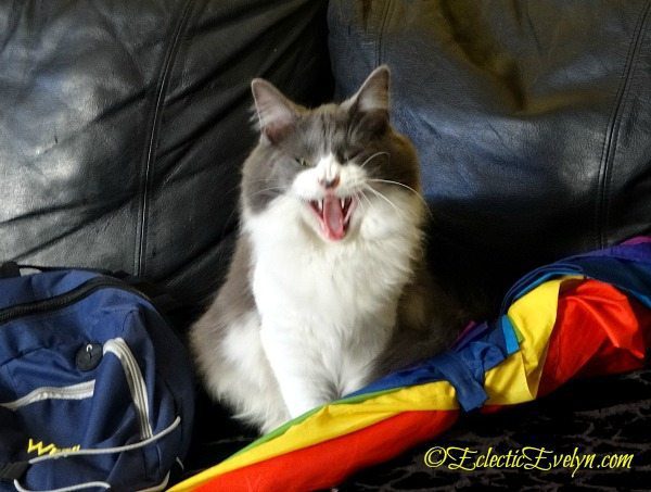 Little Edie EclecticEvelyn.com