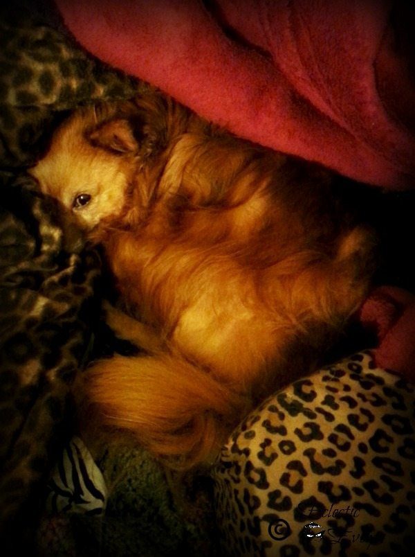 Winter is Coming #VinnytheDog #WordlessWednesday EclecticEvelyn.com