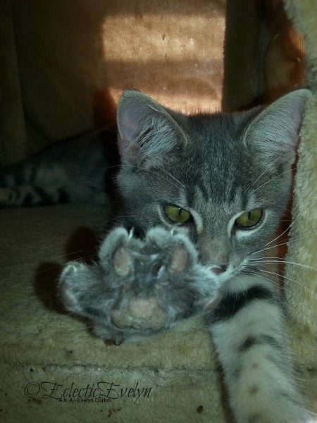 No Pictures Please #WordlessWednesday EclecticEvelyn.com