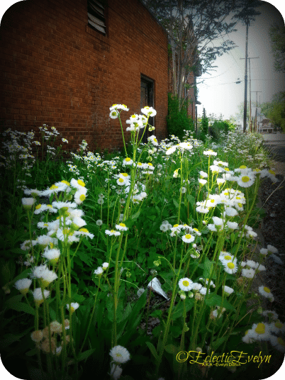 Spring Flowers EclecticEvelyn.com