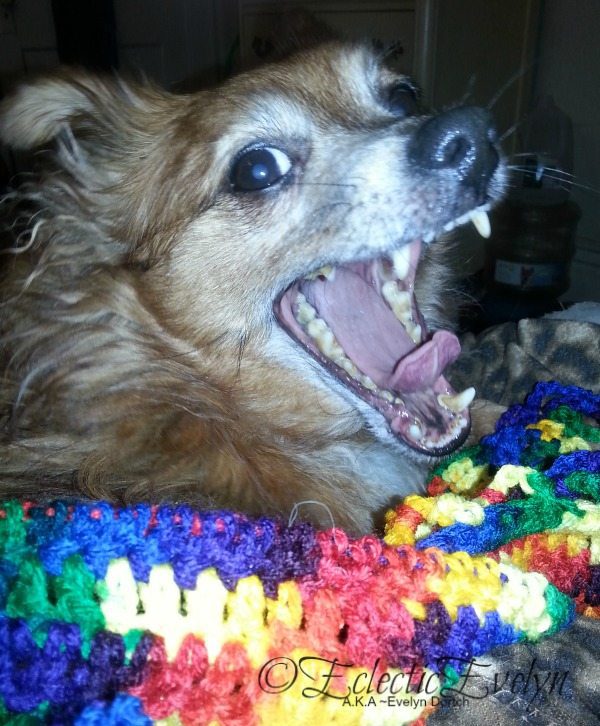 Vinny Finds Me Hilarious EclecticEvelyn.com