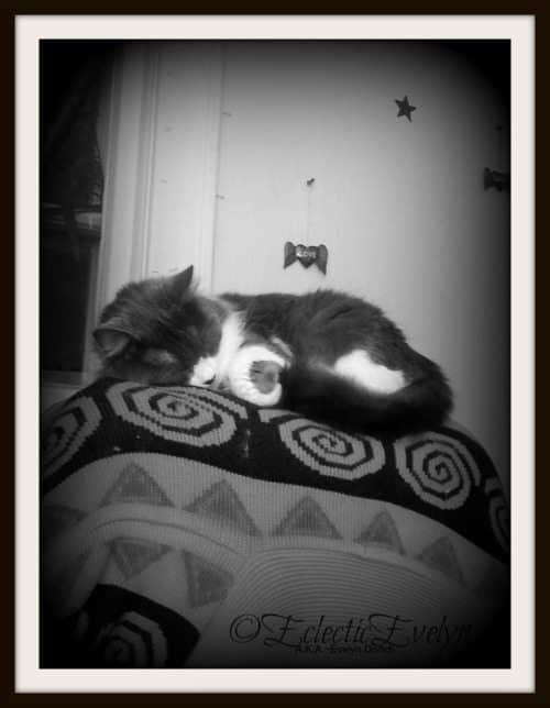 Cat Nap #WordlessWednesday EclecticEvelyn.com