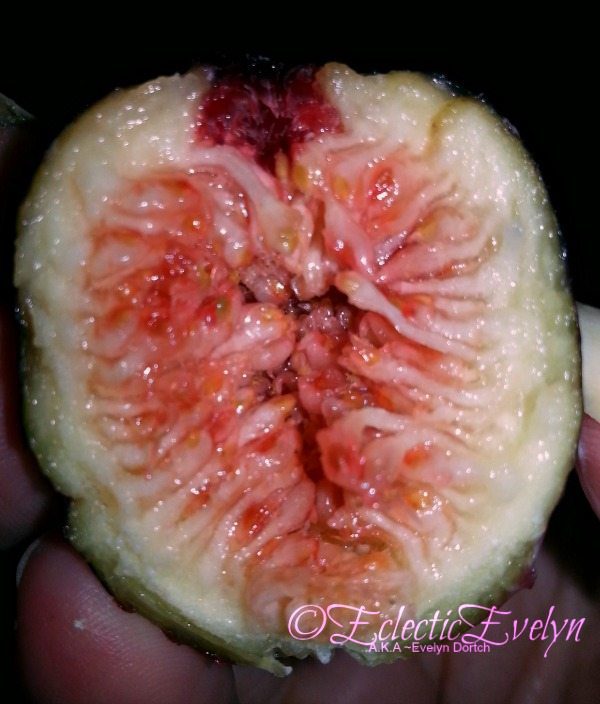 Delicious Monster EclecticEvelyn.com