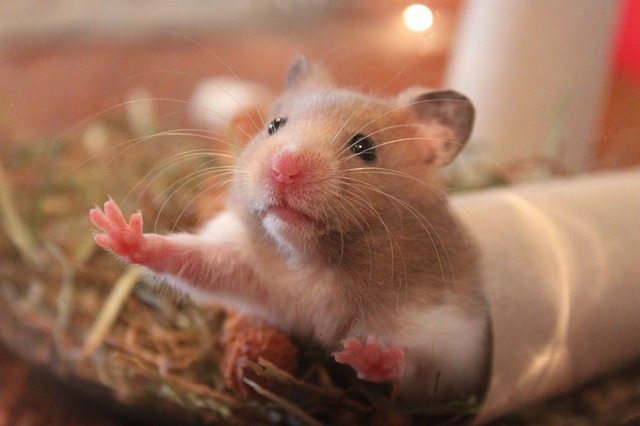 5 Life Lessons from a Hamster EclecticEvelyn.com