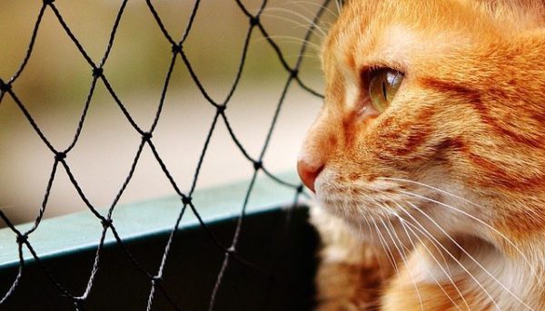 #AdoptDontShop EclecticEvelyn.com