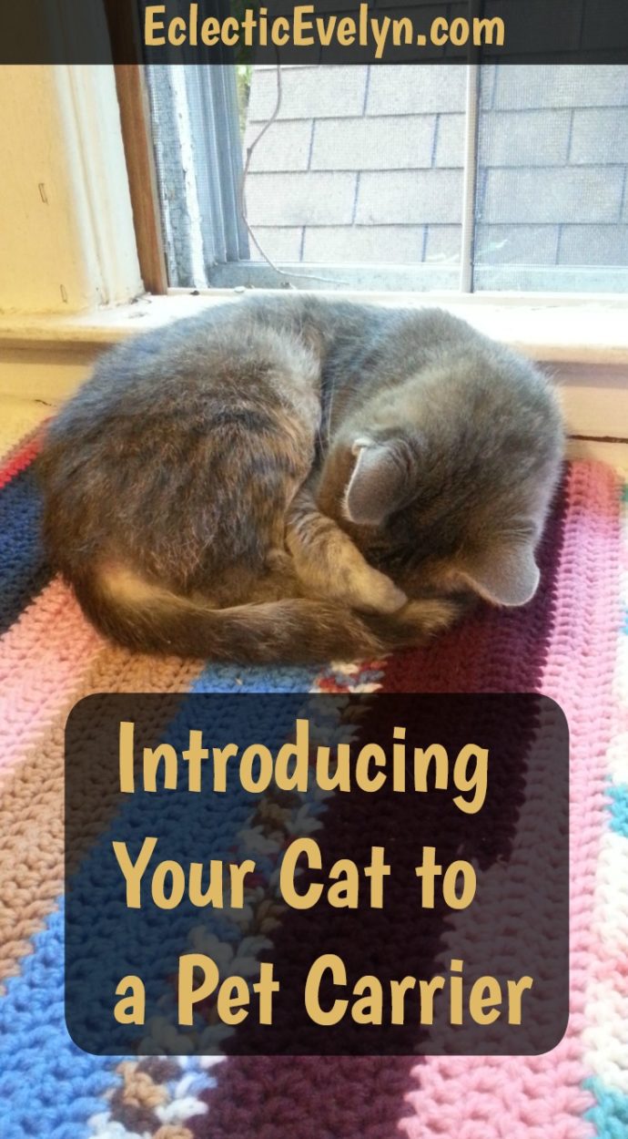 Introducing Your Cat to A Pet Carrier EclecticEvelyn.com