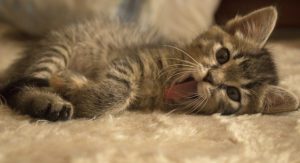 Choose the Right Carrier for Your Cat EclecticEvelyn.com