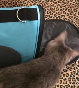 Introducing Your Cat to A Pet Carrier EclecticEvelyn.com