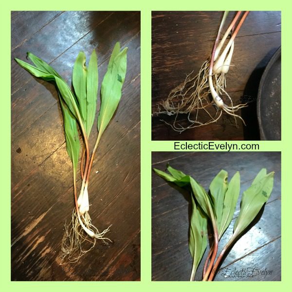 What are Ramps and How Do You Cook Them? Eclectic Evelyn