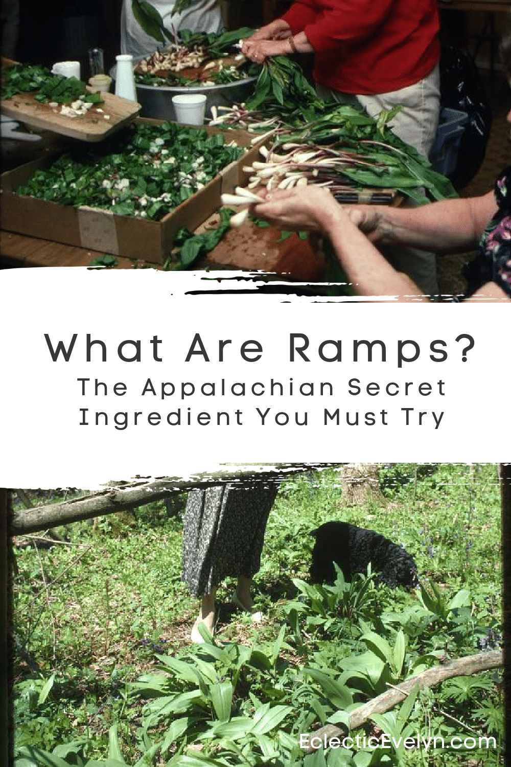collage woman standing in her ramp patch, women preparing ramps for the annual ramp dinner