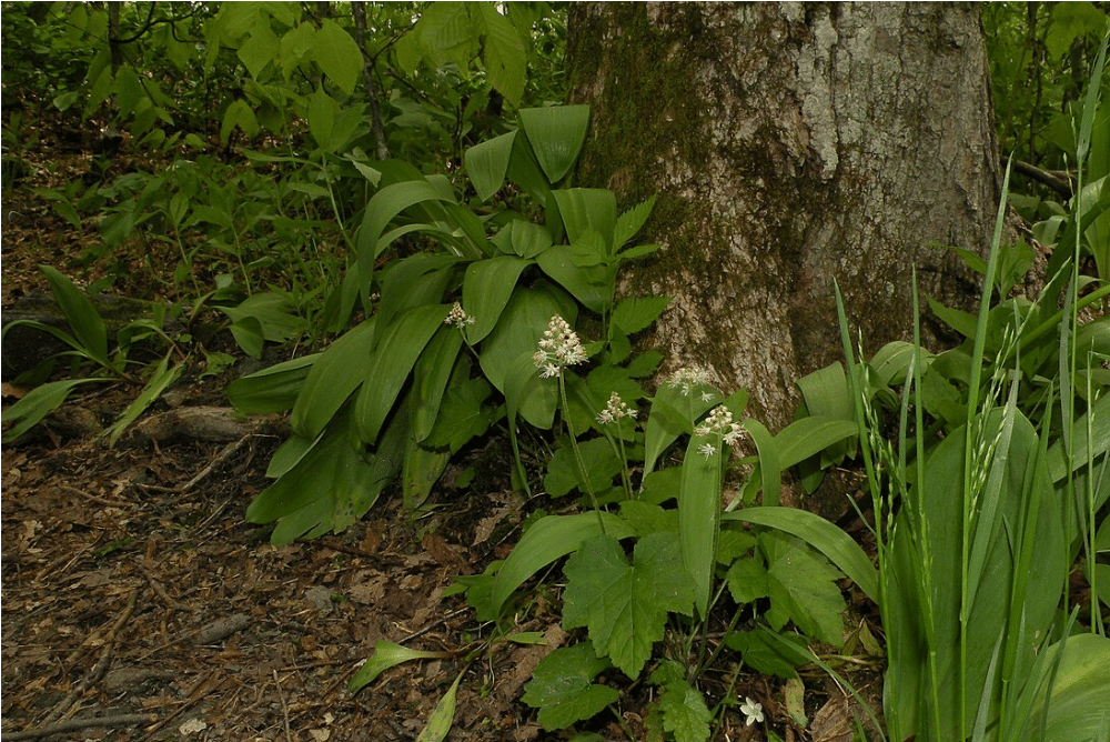 image of ramps growing near a tree. foraging for ramps.