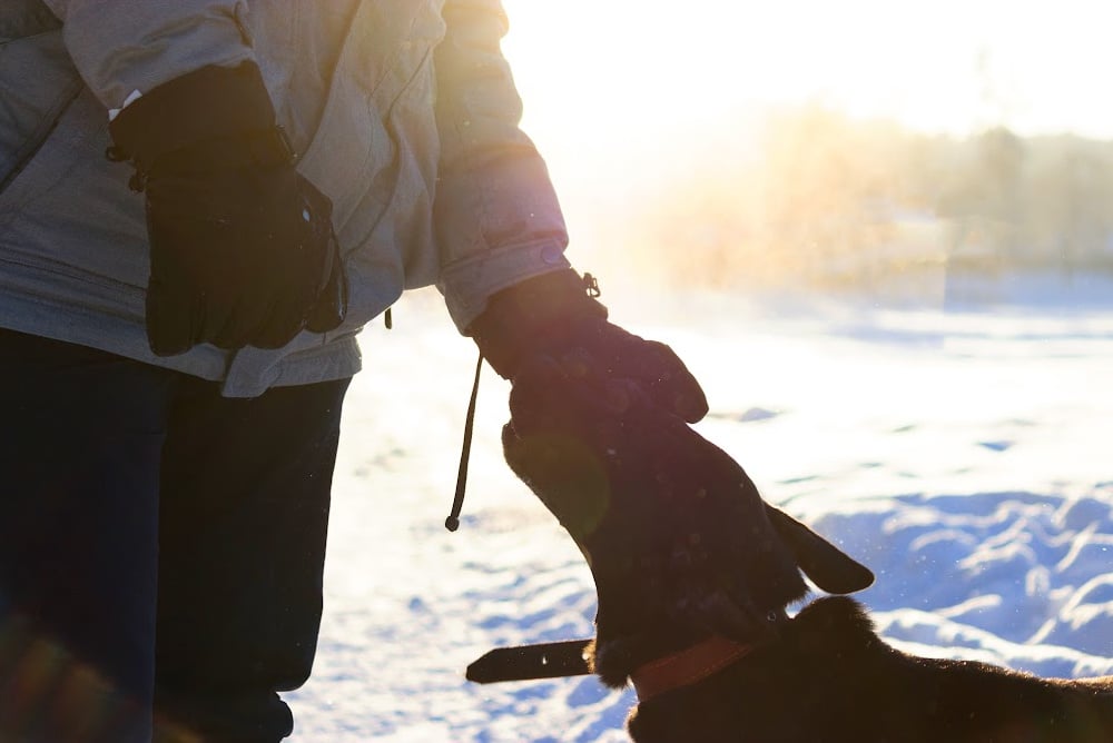 silhouette of a hand petting a dog in the snow.
