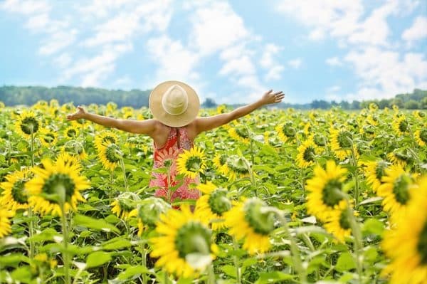 sunflower field