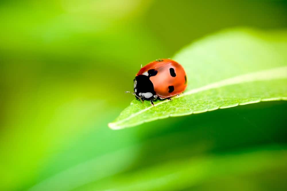 ladybug on a leaf