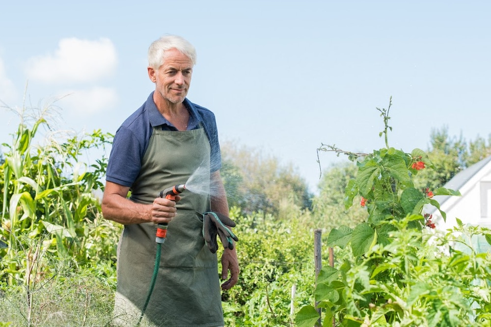 man over 50 watering his summer vegetable garden
