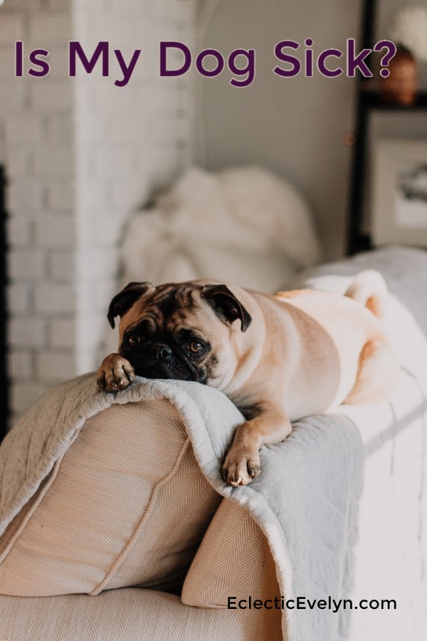 Is My Dog Sick? Eclectic Evelyn