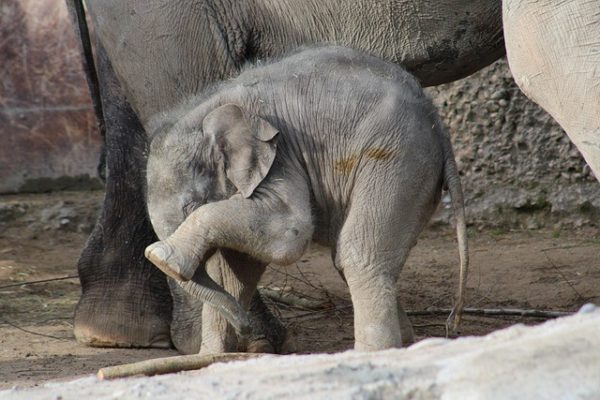 baby elephant that is embarrassed