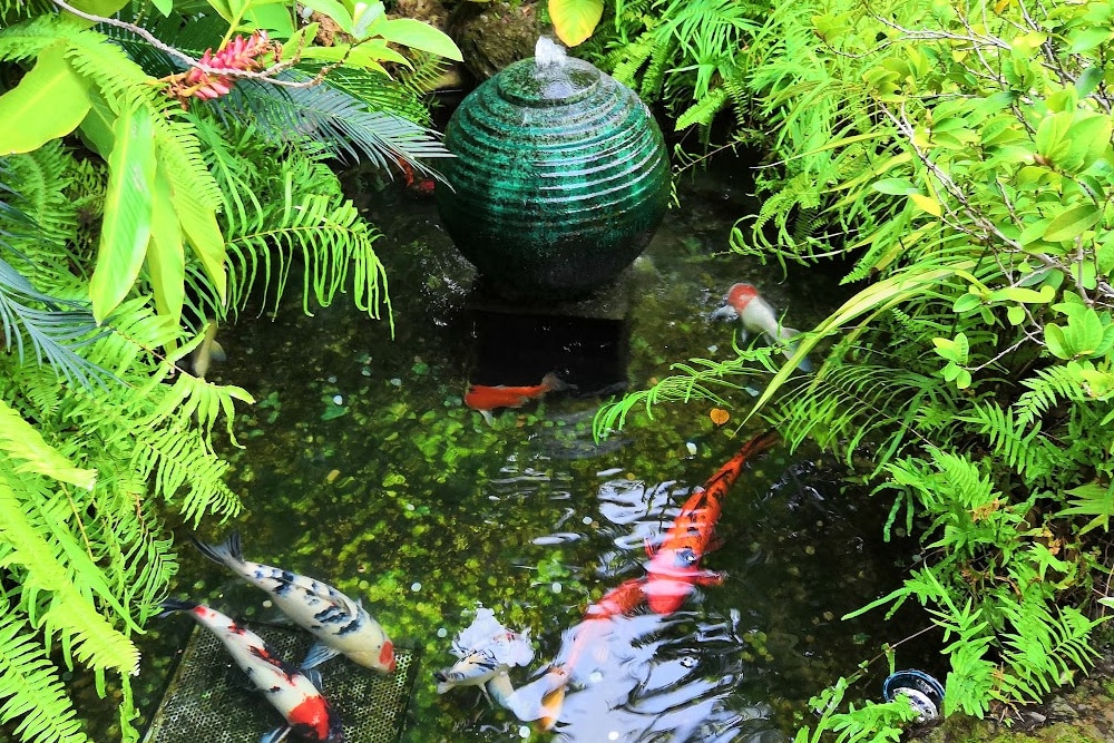 flora fauna fish and ferns with a water feature that keeps the water circulating to improve your pond with koi fish