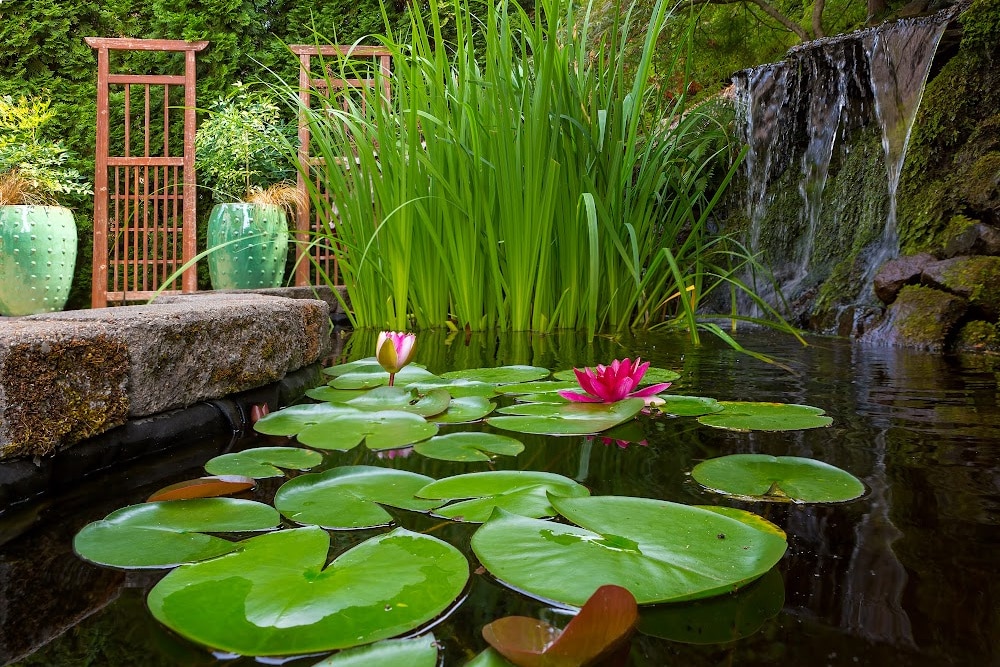 a pond with a water feature, lotus, rocks,and ceramic jugs peaceful sanctuary with a waterfall