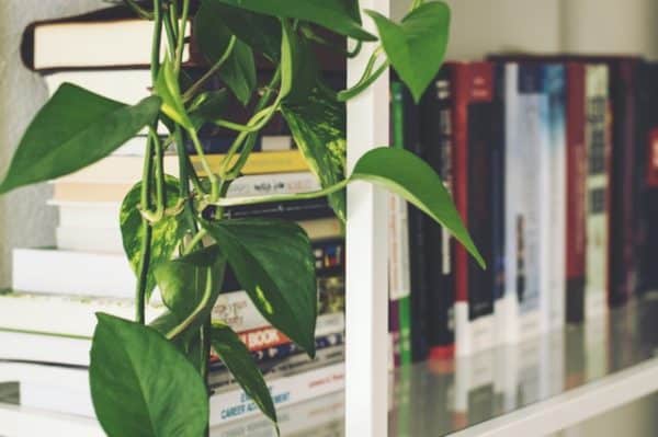 plants on a bookself
