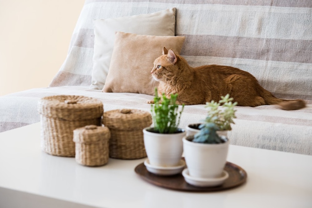 cat sitting on a couch with baskets and plants on a coffee table in a bright sunny summer living room