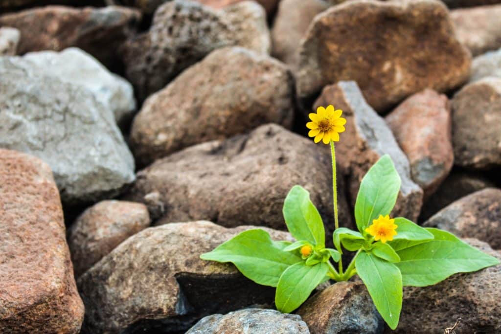 dandelion growing in rocks