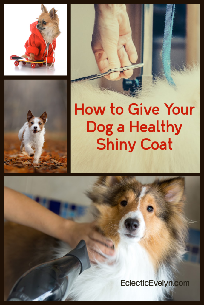 How To Give Your Dog A Healthy Shiny Coat Eclectic Evelyn
