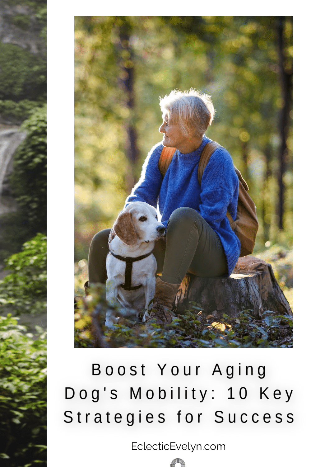 woman over 50 with her aging do in the woods setting on a tree stump looking toward a waterfall and the words Boost Your Aging Dog's Mobility: 10 Key Strategies for Success