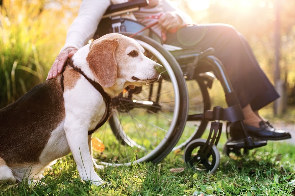 woman over 50 in a wheelchair walking her aging dog on a leash to get exercise