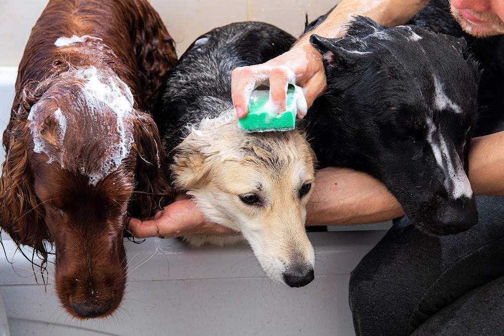 three large dogs in a tub getting a bath