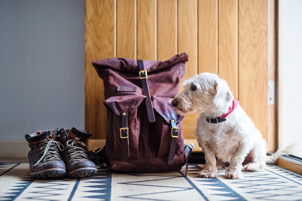 dog sitting beside a bookbag and boots in a entryway near a door in a mudroom