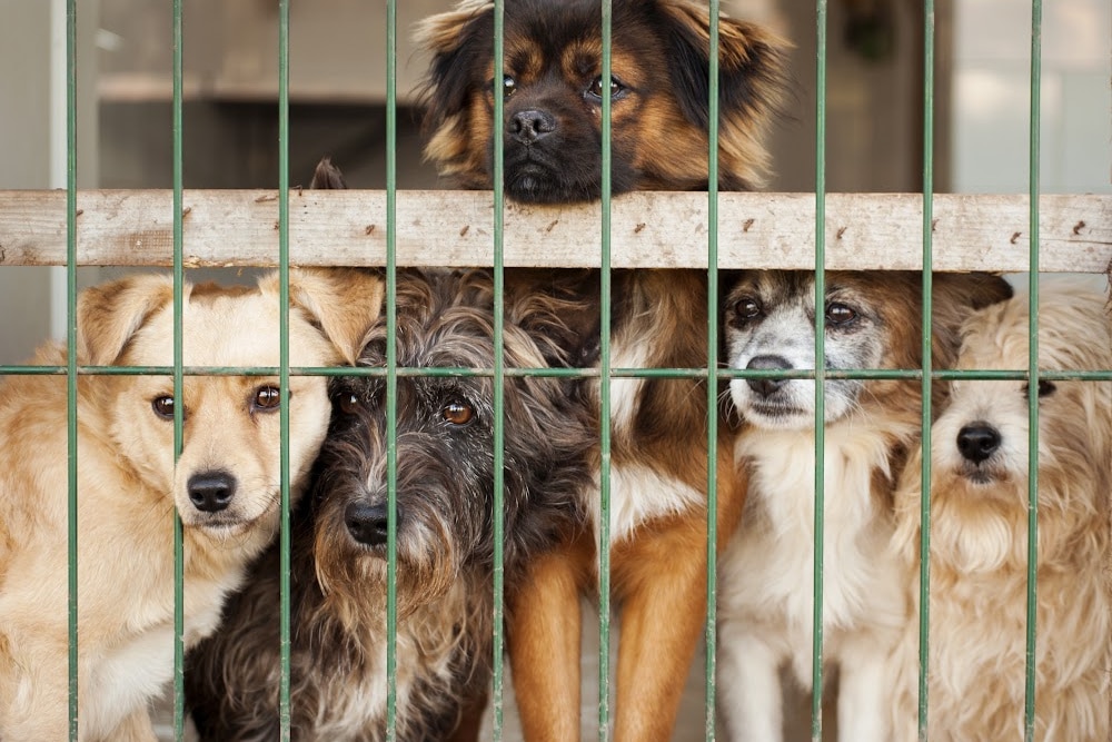 really cute dogs at an animal welfare shelter looking through the fence.