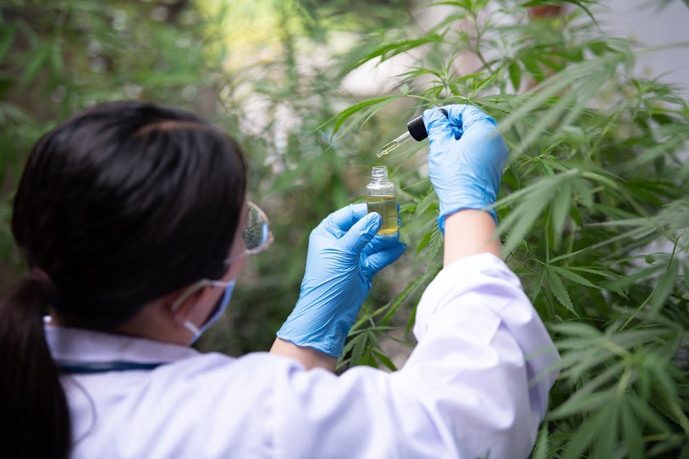 Woman Scientist testing marijuana cannabinoid oil for research