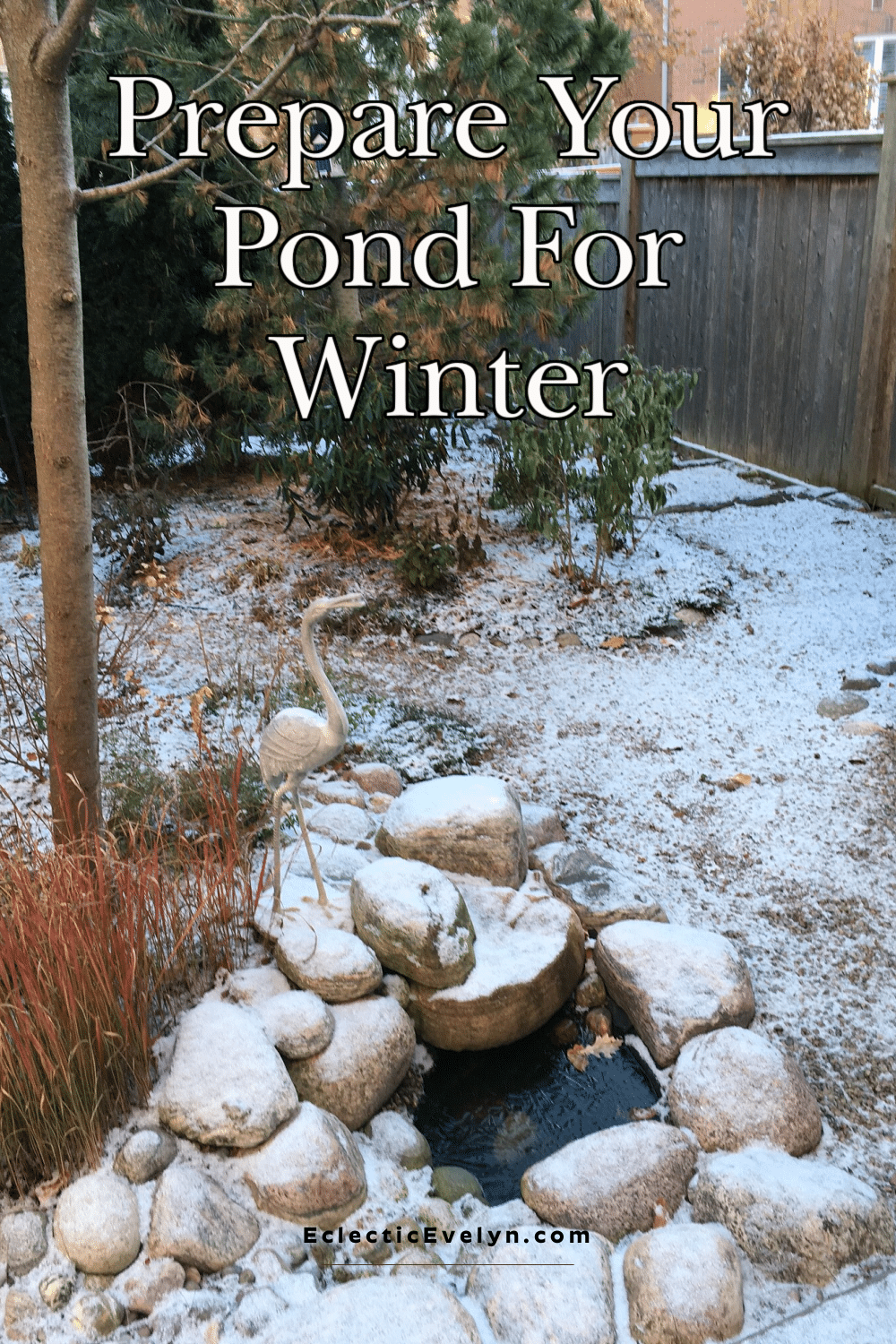 small backyard pond in the snow and the words prepare your pond for Winter